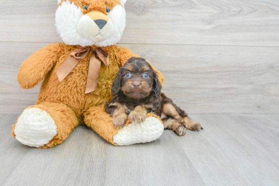 Best Cavapoo Baby