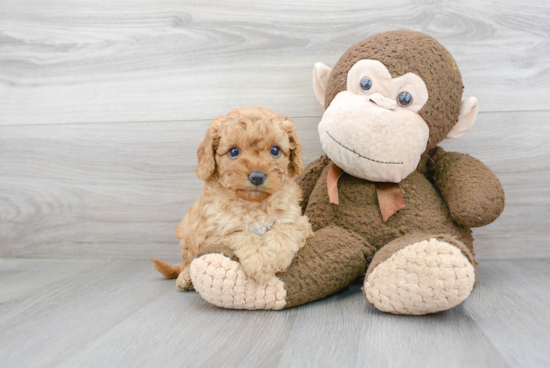 Friendly Cavapoo Baby