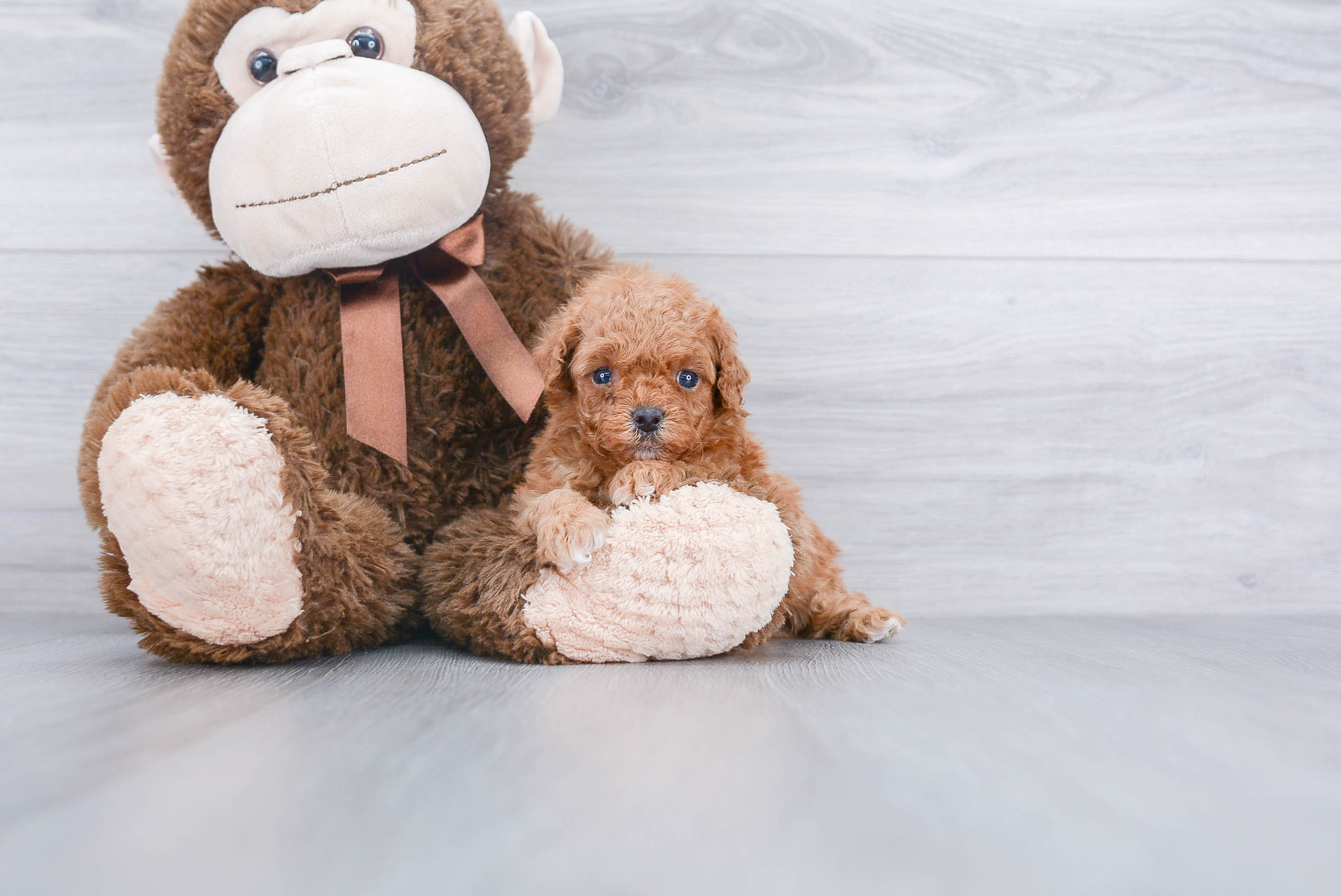 cavoodle stuffed toy