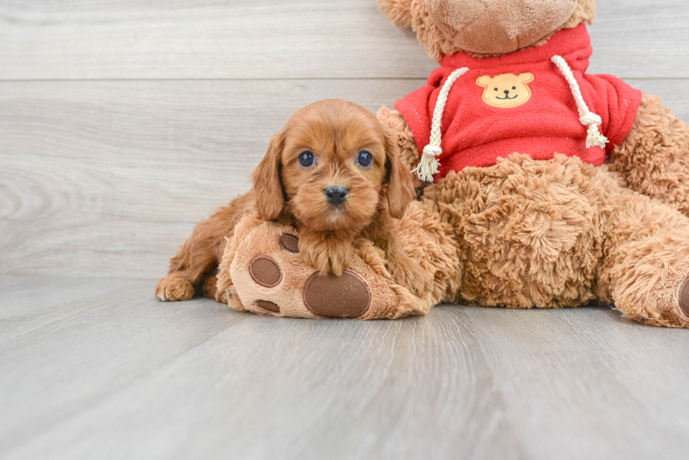 Popular Cavapoo Poodle Mix Pup