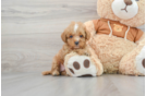 Cavapoo Puppy for Adoption