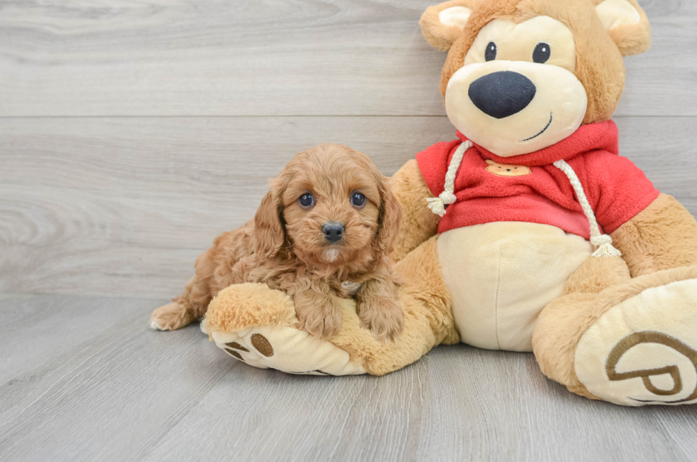 6 week old Cavapoo Puppy For Sale - Premier Pups