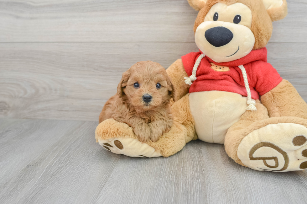 6 week old Cavapoo Puppy For Sale - Premier Pups