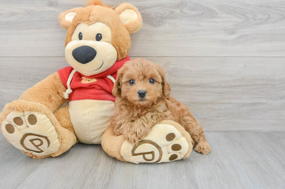 6 week old Cavapoo Puppy For Sale - Premier Pups