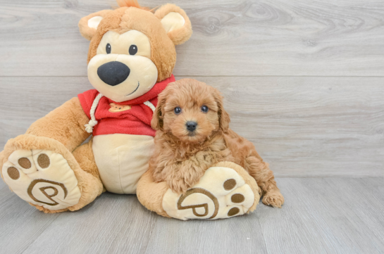 Little Cavoodle Poodle Mix Puppy