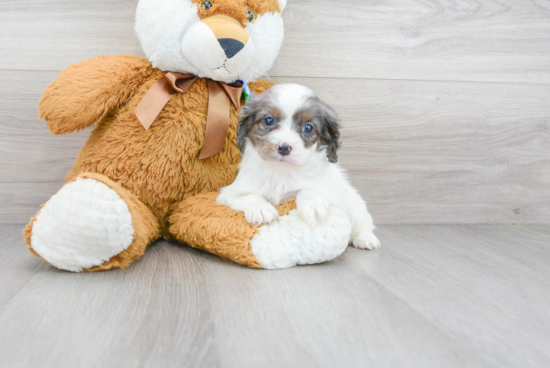 Playful Cavoodle Poodle Mix Puppy