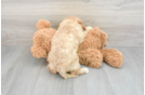 Hypoallergenic Cavoodle Poodle Mix Puppy