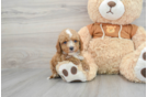 Small Cavapoo Baby