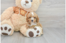 Sweet Cavapoo Baby