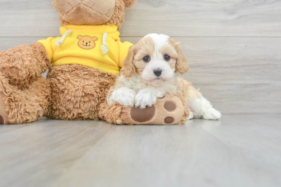 Cavapoo Puppy for Adoption