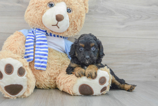 Cute Cavapoo Baby