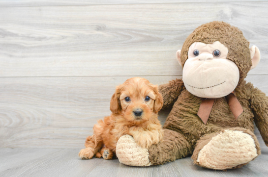 Cavapoo Puppy for Adoption