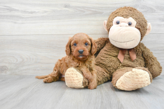 Funny Cavapoo Poodle Mix Pup