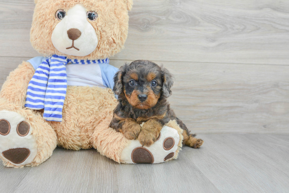 Happy Cavapoo Baby