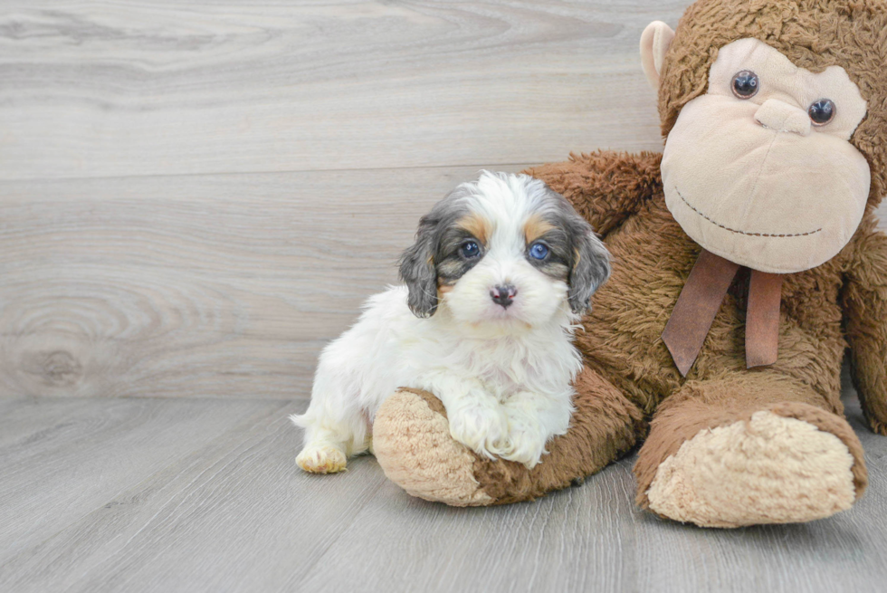 Funny Cavapoo Poodle Mix Pup