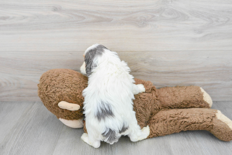 Fluffy Cavapoo Poodle Mix Pup