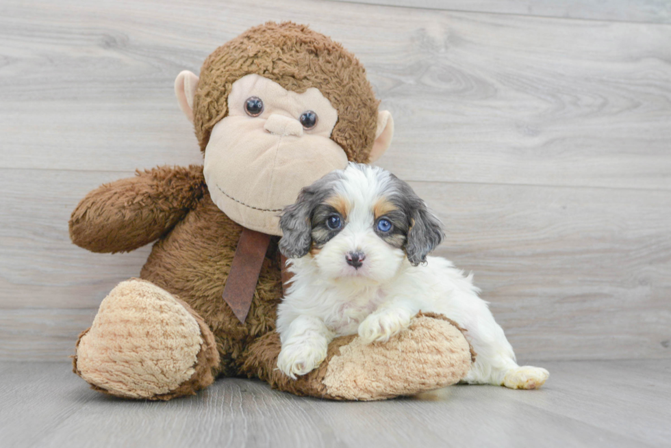 Cute Cavapoo Baby