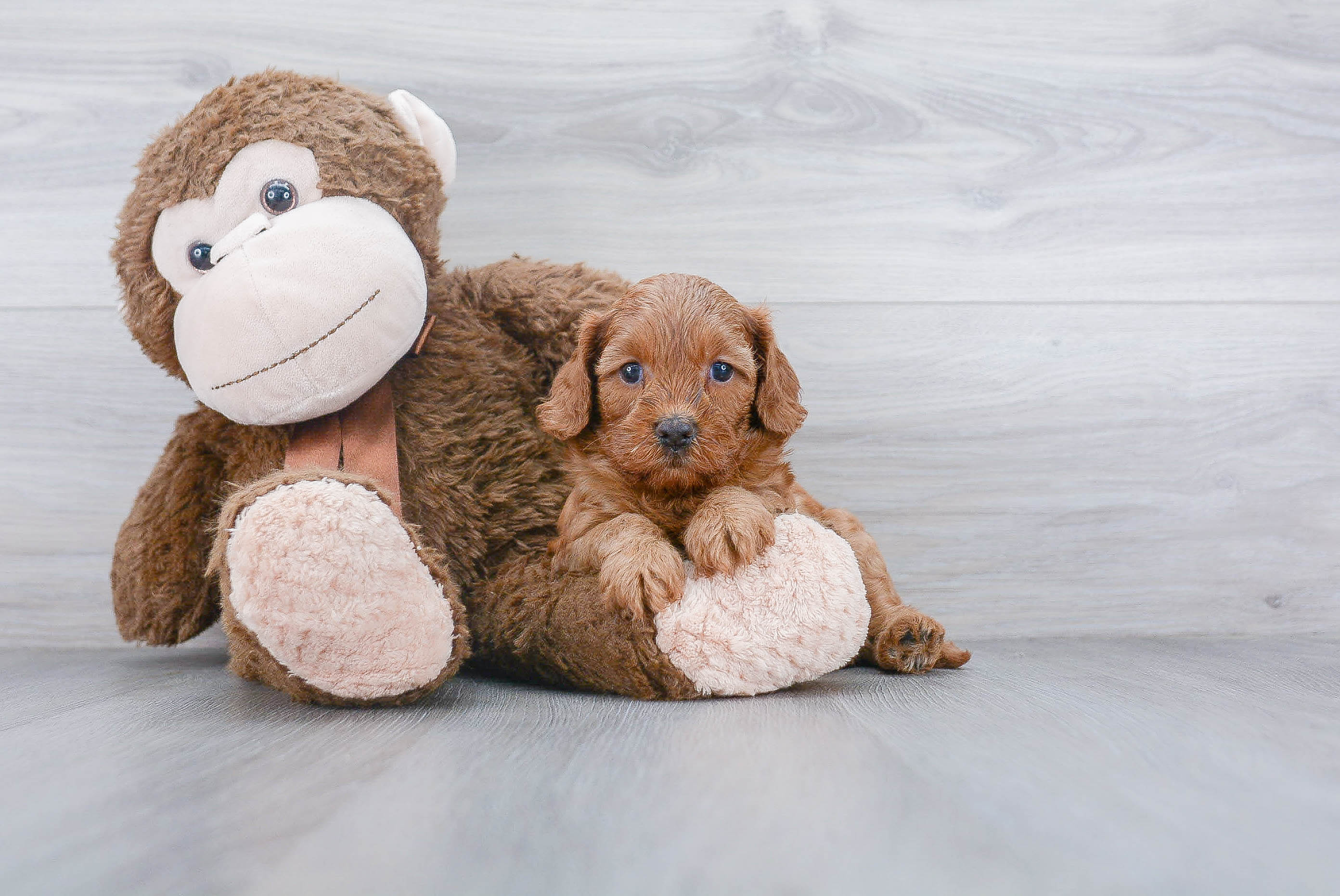 cavapoo stuffed animal