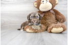 Meet Kamber - our Cavapoo Puppy Photo 2/3 - Premier Pups