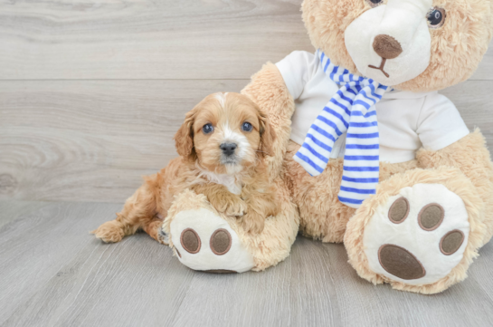 Funny Cavapoo Poodle Mix Pup