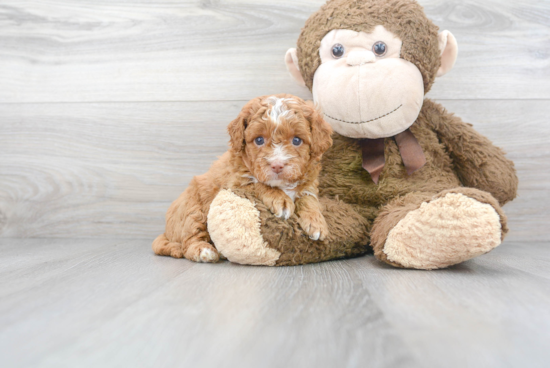 Energetic Cavoodle Poodle Mix Puppy