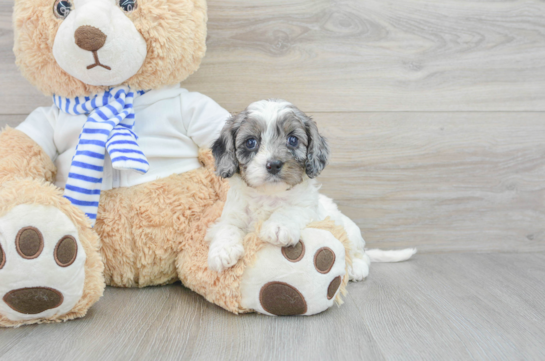 Cavapoo Puppy for Adoption