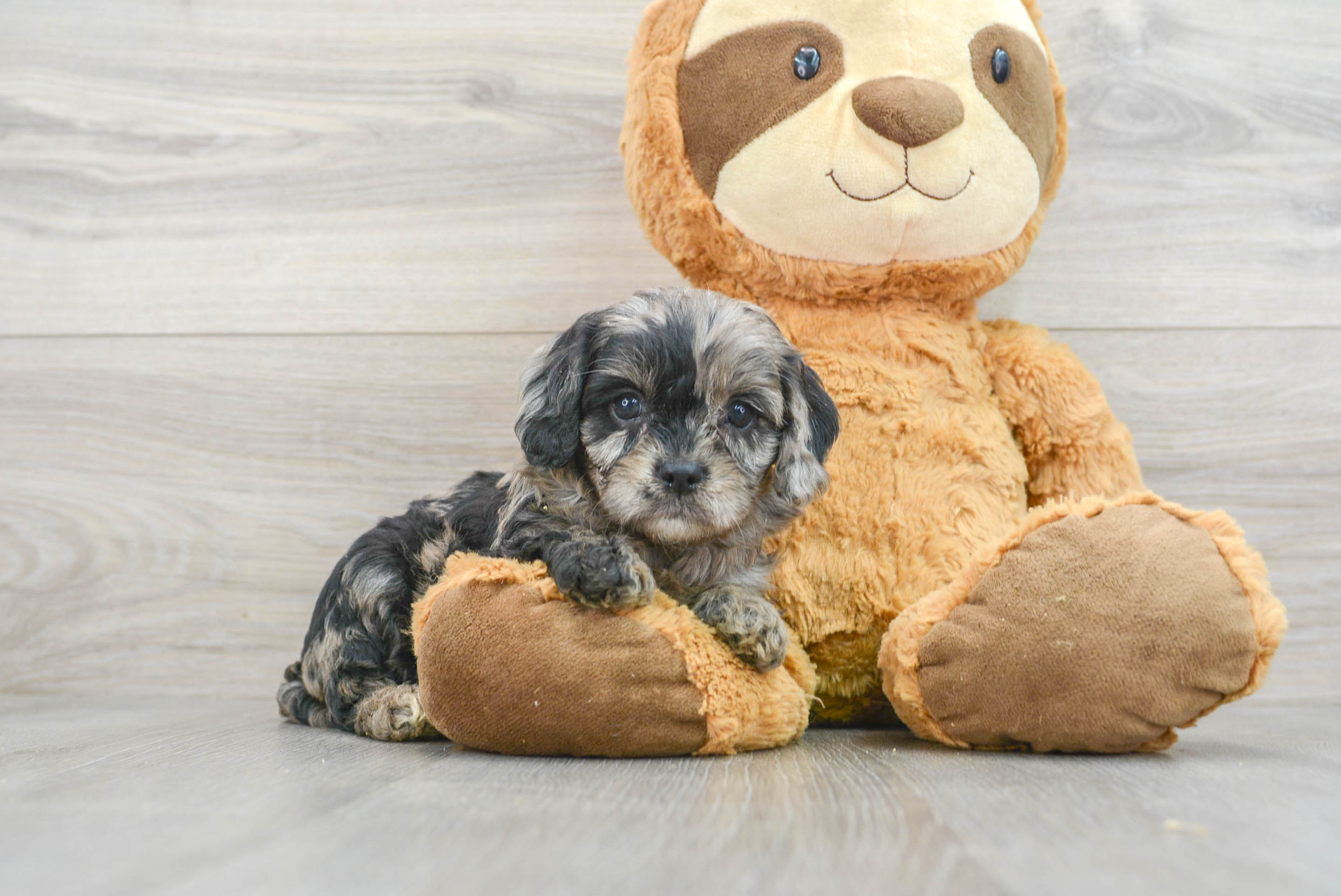 Cavapoo newborn puppies cheap