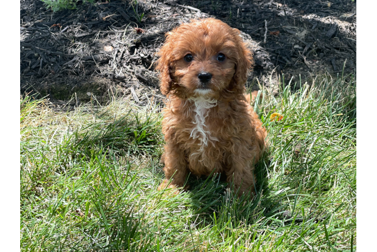 Meet Kimber - our Cavapoo Puppy Photo 1/3 - Premier Pups
