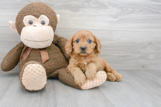 Best Cavapoo Baby