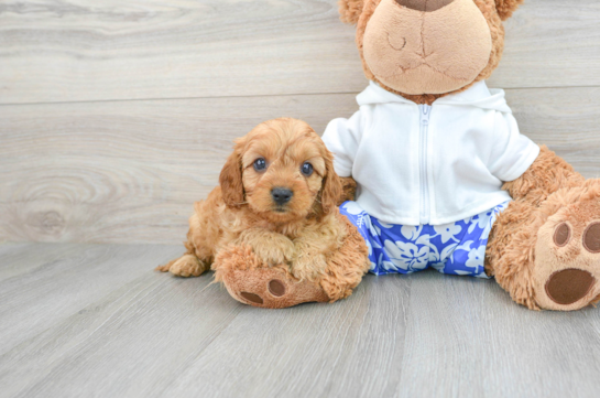 Best Cavapoo Baby