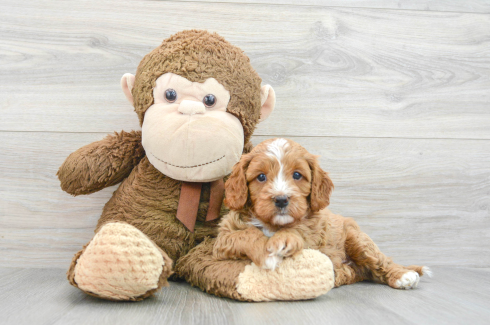 6 week old Cavapoo Puppy For Sale - Premier Pups