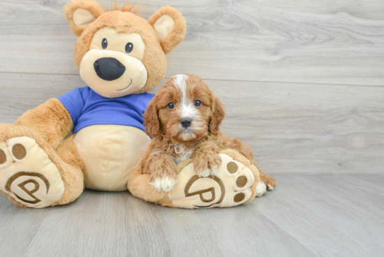 Best Cavapoo Baby