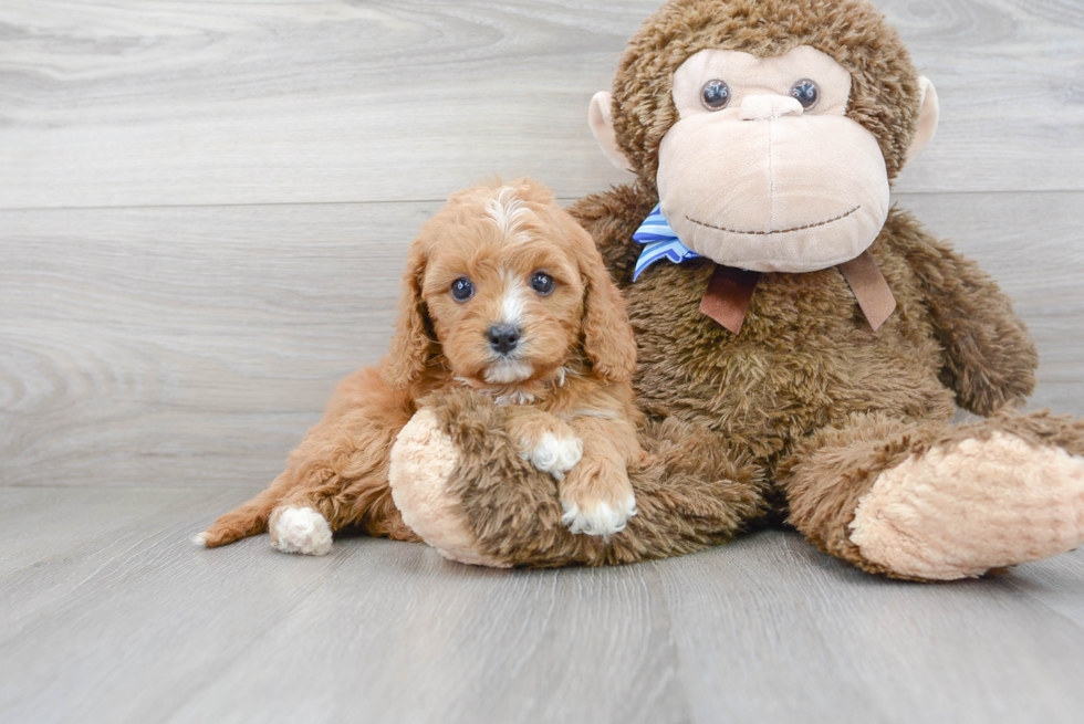 Meet Lil Red - our Cavapoo Puppy Photo 2/3 - Premier Pups