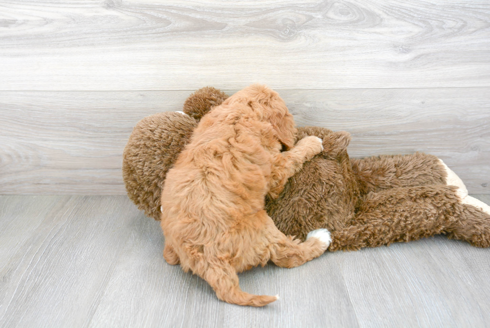 Meet Lil Red - our Cavapoo Puppy Photo 3/3 - Premier Pups
