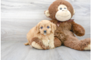 Meet Lil Red - our Cavapoo Puppy Photo 2/3 - Premier Pups