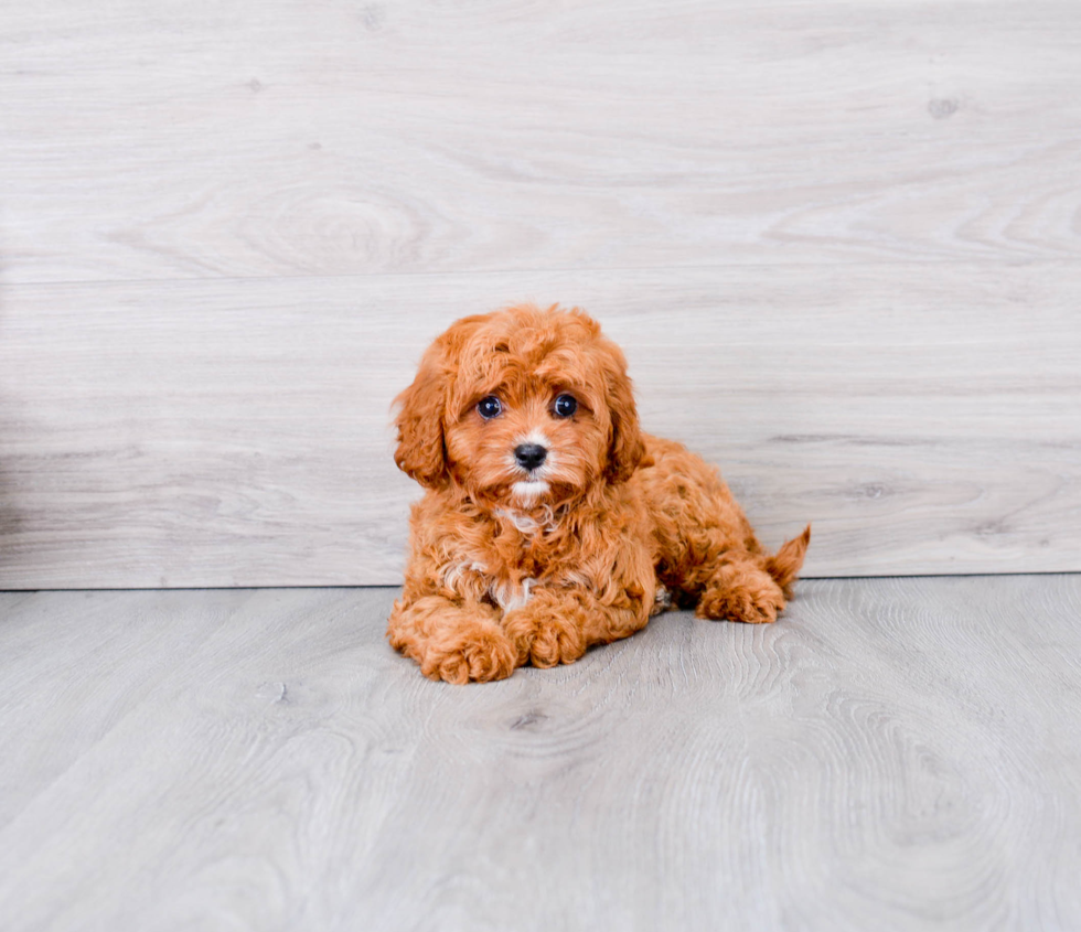Meet Lil Red - our Cavapoo Puppy Photo 1/3 - Premier Pups