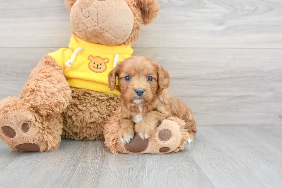 Energetic Cavapoo Loki: 3lb 8oz Doodle Puppy