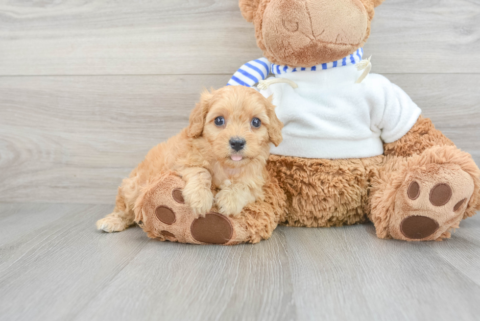 Adorable Cavapoo Loki: 4lb 15oz Doodle Puppy