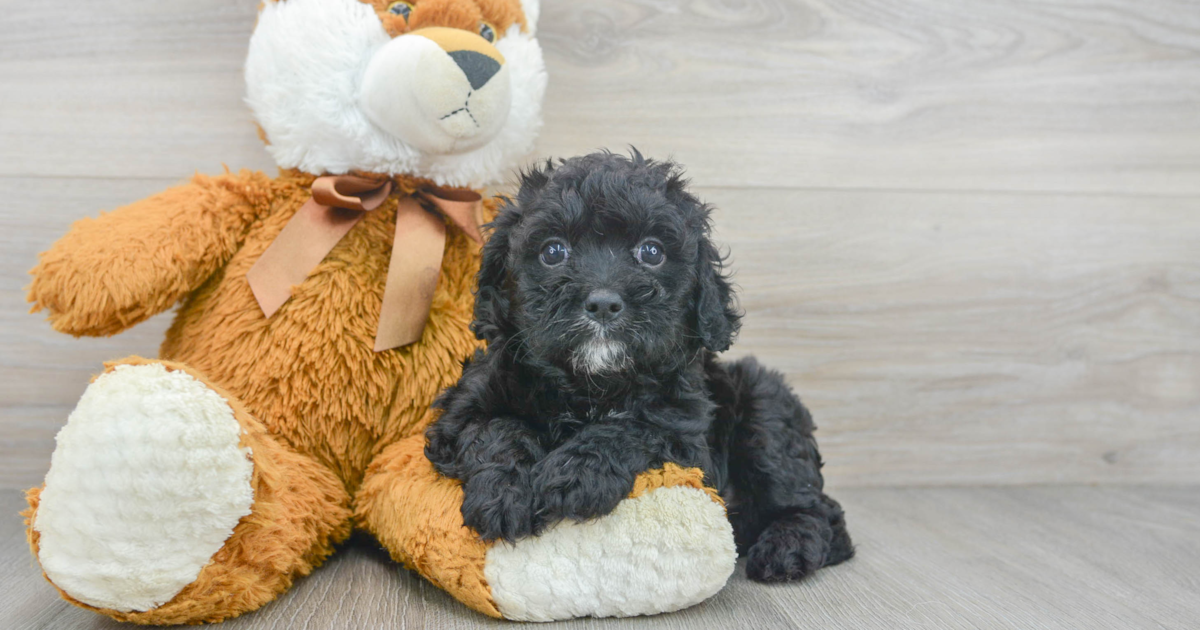 Small Cavapoo Loki: 4lb 15oz Doodle Puppy