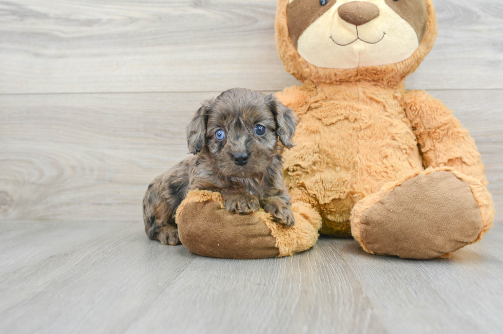 8 week old Cavapoo Puppy For Sale - Premier Pups