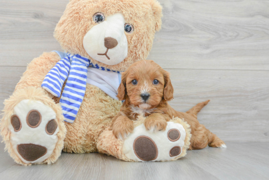 Cavapoo Pup Being Cute