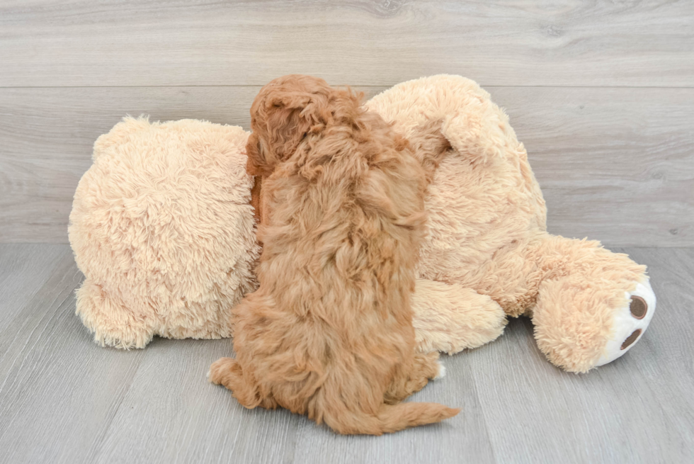 Funny Cavapoo Poodle Mix Pup