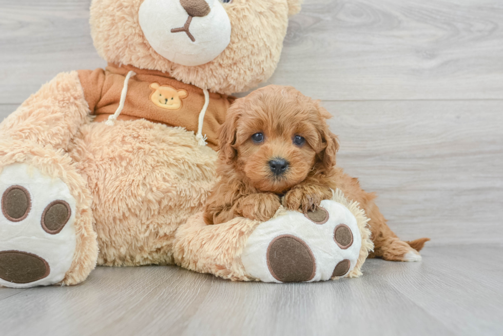 Sweet Cavapoo Baby