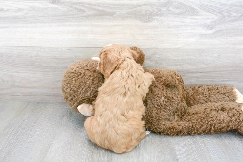 Adorable Cavoodle Poodle Mix Puppy