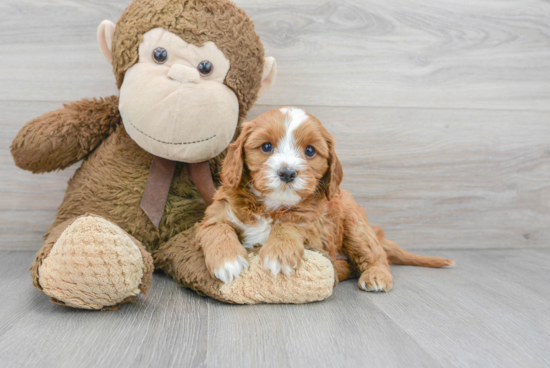 Happy Cavapoo Baby