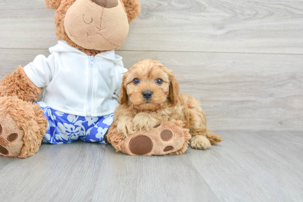 Cavapoo Puppy for Adoption
