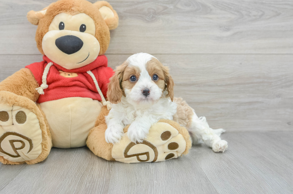 5 week old Cavapoo Puppy For Sale - Premier Pups