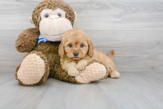 Cavapoo Puppy for Adoption