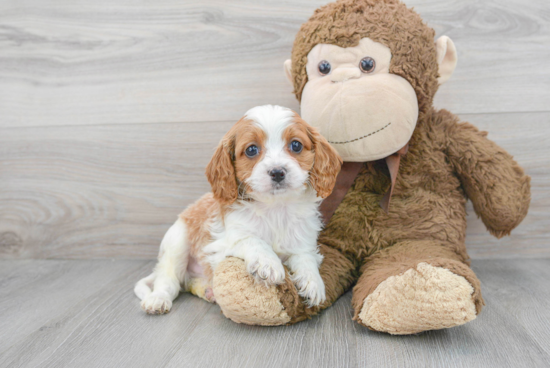 Cavapoo Pup Being Cute