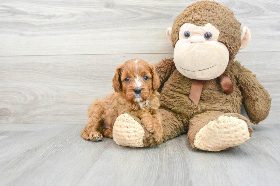 6 week old Cavapoo Puppy For Sale - Premier Pups